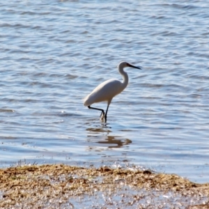 Egretta garzetta at Bournda, NSW - 8 May 2018