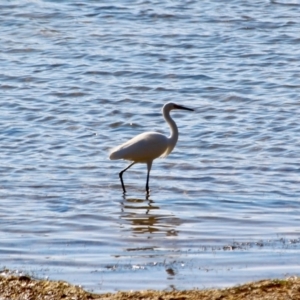 Egretta garzetta at Bournda, NSW - 8 May 2018