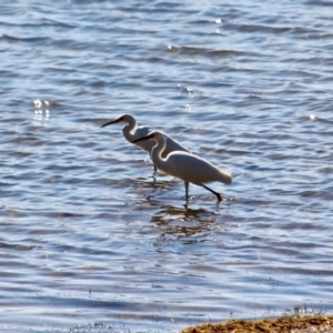 Egretta garzetta at Bournda, NSW - 8 May 2018