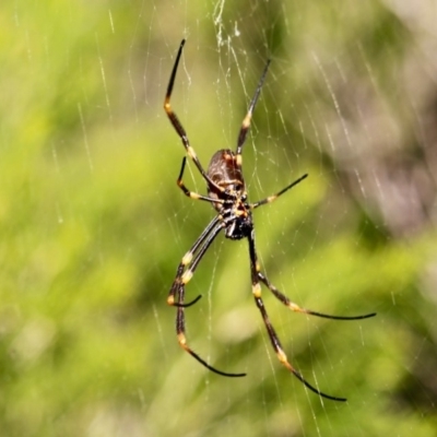 Trichonephila plumipes (Humped golden orb weaver) at Wallagoot, NSW - 10 May 2018 by RossMannell