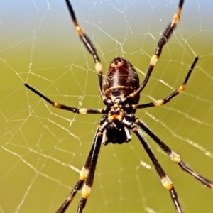 Nephila plumipes at Wallagoot, NSW - 10 May 2018