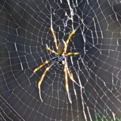 Nephila plumipes at Wallagoot, NSW - 10 May 2018