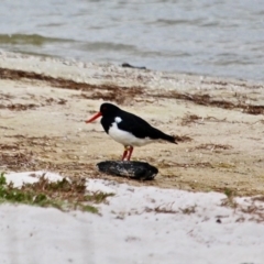 Haematopus longirostris (Australian Pied Oystercatcher) at Wallagoot, NSW - 10 May 2018 by RossMannell