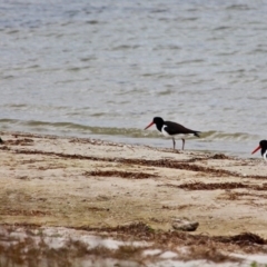 Haematopus longirostris at Wallagoot, NSW - 10 May 2018