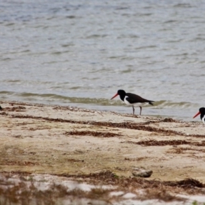 Haematopus longirostris at Wallagoot, NSW - suppressed