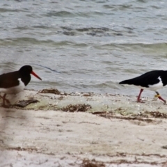 Haematopus longirostris at Wallagoot, NSW - suppressed