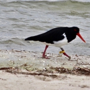 Haematopus longirostris at Wallagoot, NSW - suppressed