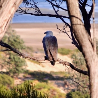Haliaeetus leucogaster (White-bellied Sea-Eagle) at Wallagoot, NSW - 9 May 2018 by RossMannell