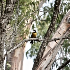 Pachycephala pectoralis (Golden Whistler) at Bournda National Park - 10 May 2018 by RossMannell