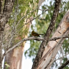 Pachycephala pectoralis at Wallagoot, NSW - 10 May 2018 11:13 AM