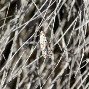 Utetheisa pulchelloides at Wallagoot, NSW - 10 May 2018 11:04 AM