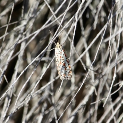 Utetheisa pulchelloides (Heliotrope Moth) at Bournda National Park - 10 May 2018 by RossMannell