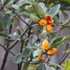 Pittosporum revolutum (Large-fruited Pittosporum) at Bournda National Park - 9 May 2018 by RossMannell