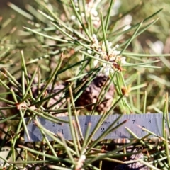 Hakea decurrens (Bushy Needlewood) at Bournda National Park - 10 May 2018 by RossMannell