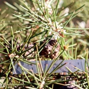 Hakea decurrens at Wallagoot, NSW - 10 May 2018