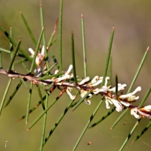 Hakea decurrens at Wallagoot, NSW - 10 May 2018