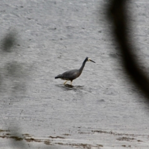 Egretta novaehollandiae at Wallagoot, NSW - 10 May 2018