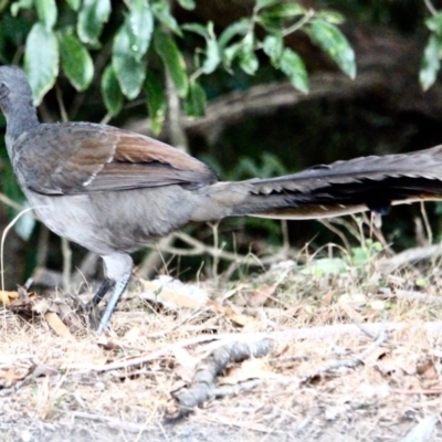 Menura novaehollandiae (Superb Lyrebird) at Bournda Environment Education Centre - 10 May 2018 by RossMannell