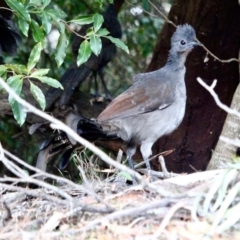 Menura novaehollandiae at Wallagoot, NSW - 10 May 2018