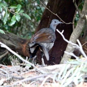 Menura novaehollandiae at Wallagoot, NSW - 10 May 2018