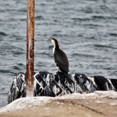 Microcarbo melanoleucos (Little Pied Cormorant) at Wallagoot, NSW - 10 May 2018 by RossMannell