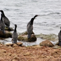 Phalacrocorax sulcirostris (Little Black Cormorant) at Bournda Environment Education Centre - 10 May 2018 by RossMannell