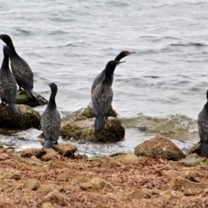 Phalacrocorax sulcirostris at Wallagoot, NSW - 10 May 2018