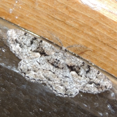 Unplaced externaria (Mahogany Bark Moth (formerly Hypomecis externaria)) at Conder, ACT - 3 May 2018 by MichaelBedingfield