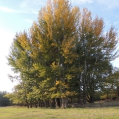 Populus alba (White Poplar) at Fyshwick, ACT - 9 May 2018 by michaelb