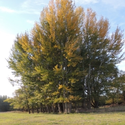 Populus alba (White Poplar) at Fyshwick, ACT - 9 May 2018 by michaelb