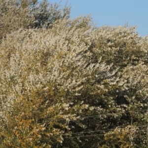 Populus alba at Fyshwick, ACT - 9 May 2018