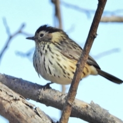 Pyrrholaemus sagittatus (Speckled Warbler) at Tennent, ACT - 22 May 2018 by JohnBundock