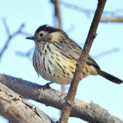 Pyrrholaemus sagittatus (Speckled Warbler) at Tennent, ACT - 22 May 2018 by JohnBundock