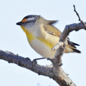 Pardalotus striatus at Tennent, ACT - 22 May 2018