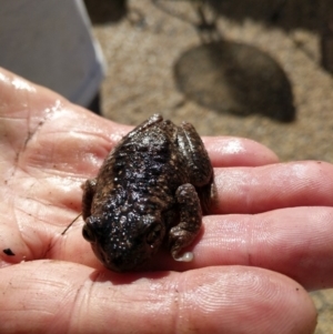 Litoria peronii at undefined - 22 May 2018 11:52 AM