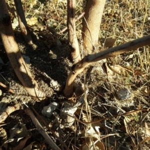 Papyrius nitidus at Symonston, ACT - suppressed