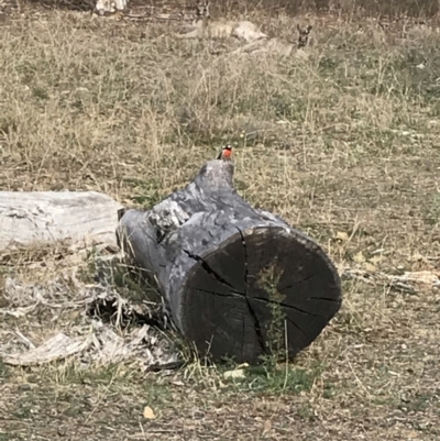 Petroica boodang (Scarlet Robin) at Deakin, ACT - 22 May 2018 by Ttochtron