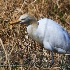 Bubulcus coromandus (Eastern Cattle Egret) at Undefined - 21 Sep 2017 by CharlesDove