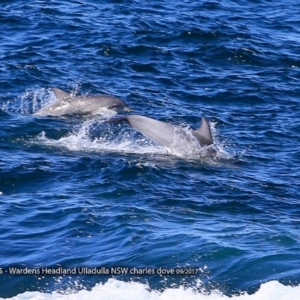 Tursiops truncatus at undefined - 20 Sep 2017