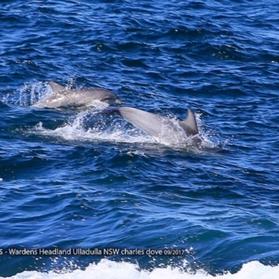 Tursiops truncatus (Bottlenose Dolphin) at Undefined - 19 Sep 2017 by Charles Dove