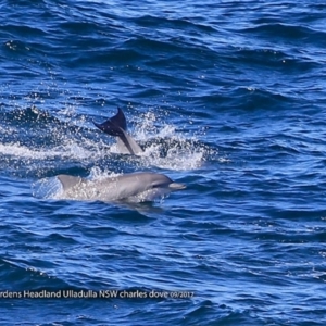 Tursiops truncatus at undefined - 20 Sep 2017