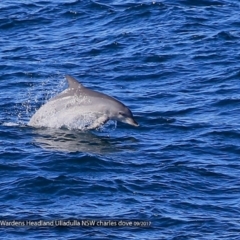 Tursiops truncatus at undefined - 20 Sep 2017