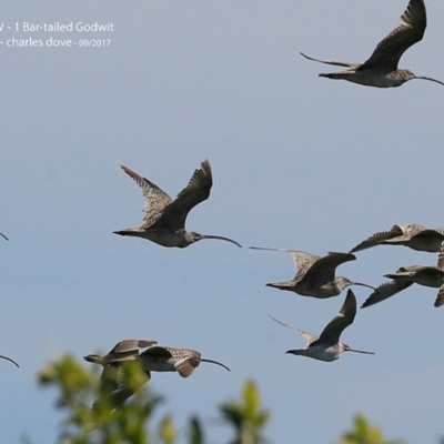 Numenius madagascariensis (Eastern Curlew) at Undefined - 22 Sep 2017 by CharlesDove