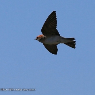 Petrochelidon ariel (Fairy Martin) at Milton Rainforest Walking Track - 19 Sep 2017 by CharlesDove