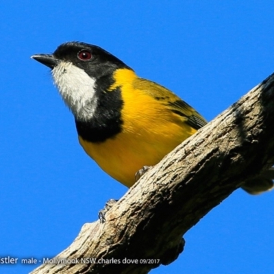 Pachycephala pectoralis (Golden Whistler) at Undefined - 19 Sep 2017 by CharlesDove