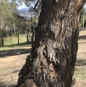 Pogona barbata at Hughes, ACT - 4 Oct 2017