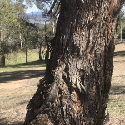 Pogona barbata (Eastern Bearded Dragon) at Red Hill to Yarralumla Creek - 4 Oct 2017 by Ttochtron