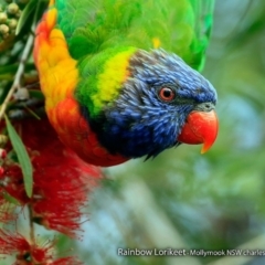 Trichoglossus moluccanus (Rainbow Lorikeet) at Undefined - 21 Sep 2017 by Charles Dove