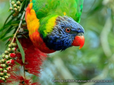 Trichoglossus moluccanus (Rainbow Lorikeet) at Undefined - 21 Sep 2017 by CharlesDove