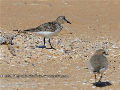 Calidris ruficollis (Red-necked Stint) at Jervis Bay National Park - 22 Sep 2017 by CharlesDove